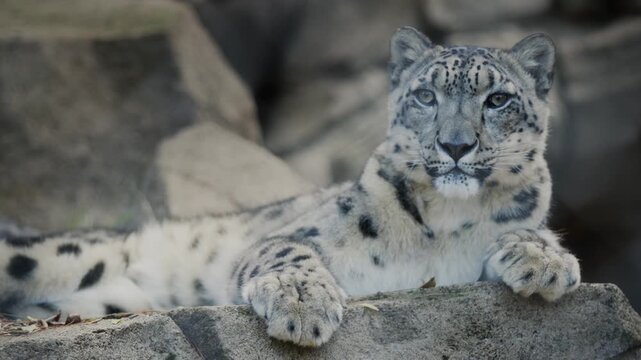 Majestic snow leopard resting on rocks with a calm demeanor and piercing gaze.