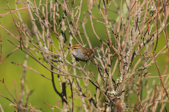 Grey-sided Bush Warbler (Cettia brunnifrons), at Mandala Top, Arunachal Pradesh, India