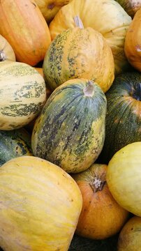 Pile of colorful striped gourds and pumpkins, harvest produce, autumn display