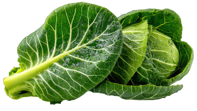 A vibrant bunch of fresh green cabbage leaves on transparent background