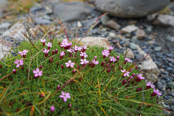 Obraz premium Pink wildflowers growing among grass and rocks in a natural outdoor setting,ICELAND