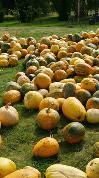 Large field of pumpkins and gourds in various colors spread on green grass outdoors