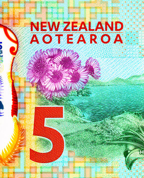 Close-up of Campbell Island Daisy Flora on 5 Dollar New Zealand Banknote. New Polymer Money of New Zealand. Pleurophyllum speciosum flowers