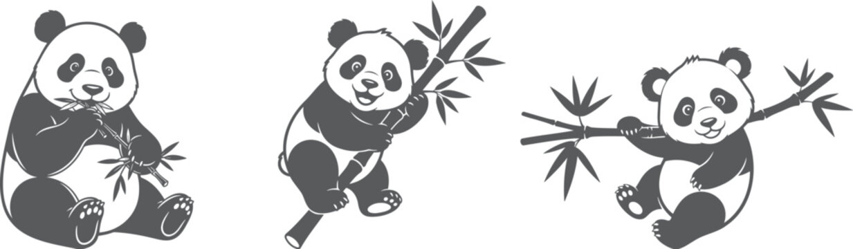 Three adorable panda bears playing with bamboo on white background