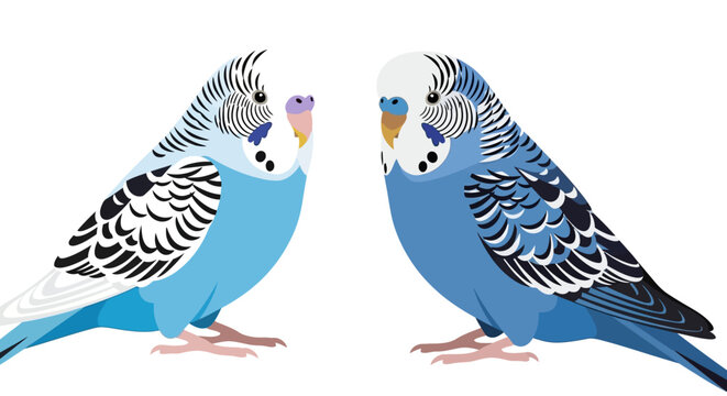 Blue budgerigar vector illustration, pair of parakeets with realistic feather patterns, colorful pet birds on white background, decorative avian wildlife graphics for pet shop branding