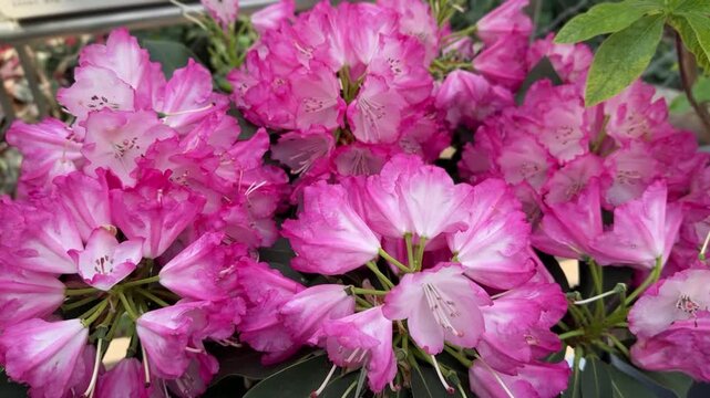 Vibrant pink rhododendron flowers in full bloom in Shanghai, China, during spring April 2026. A stunning display of nature's beauty.