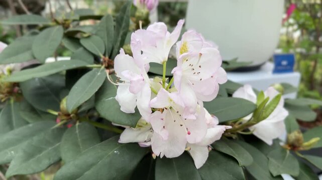 Delicate white and pink rhododendron blossoms cluster in full bloom among dark green leaves in Shanghai, China, during spring April 2026.