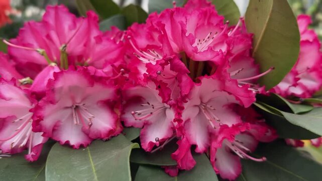 Vibrant pink rhododendron blooms with white centers and ruffled petals cluster together in Shanghai spring garden, April 2026.