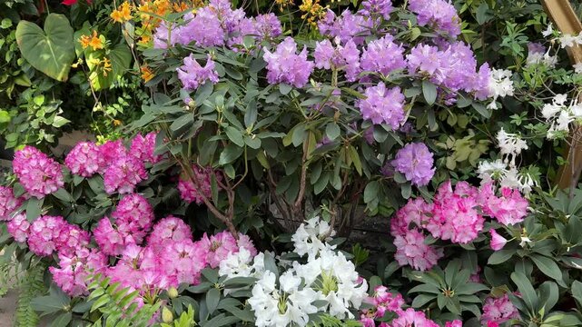 Vibrant rhododendron display in full bloom featuring purple, pink, and white flower clusters in a Shanghai botanical garden, spring 2026.