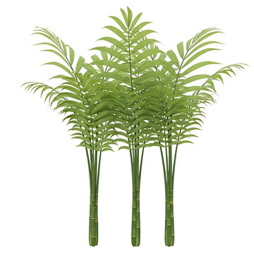 Three vibrant green parlor palm plants with slender leaves and bamboo-like stems, isolated on a transparent background, presented as a clean graphic element