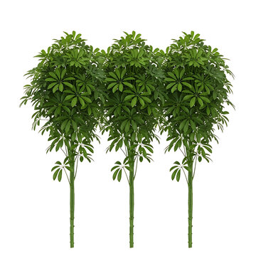 Three vibrant green Schefflera plants, also known as umbrella trees, with lush foliage and slender trunks, isolated on a transparent background for versatile design applications.