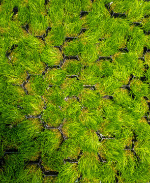 Green Grass Growing Through Plastic Grid Geocells for Eco-Friendly Driveway and Lawn Reinforcement