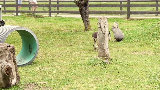 Patagonian Maras in Zoo Enclosure with Play Tunnel