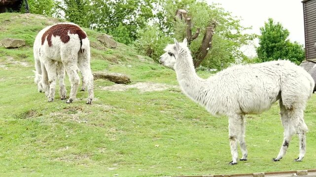 White and brown alpacas in an outdoor animal park habitat