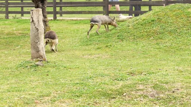 Patagonian maras at the zoo in their enclosure walk in an open area on green grass