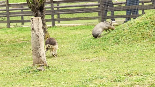 Patagonian maras at the zoo in their enclosure walk in an open area on green grass