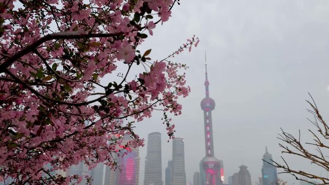 Pink cherry blossoms frame Shanghai's iconic Oriental Pearl Tower skyline on a misty spring day along the Bund, China.