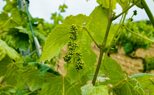 Gros plan sur la nouaison du raisin d&rsquo;un vignoble en terre Varoise : en Provence-Alpes-C&ocirc;te d'Azur &ndash; France