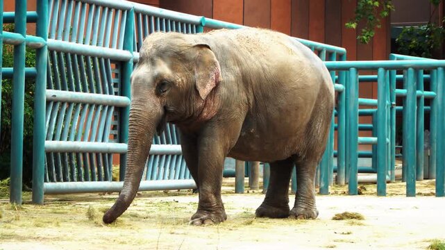 Asian Elephant Standing in Zoo Enclosure