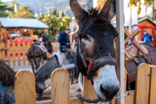 Vedute di Arco sul Sarca, vicino al Lago di Garda, Trentino, 2019