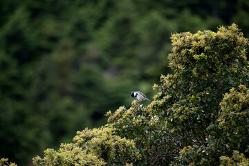 Cute Coal tit bird on a branch of a tree. © Lazaros