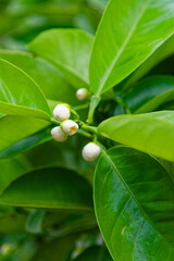 White lemon buds and glossy green leaves on a plant in Fukuoka Japan © Matthieu Tuffet