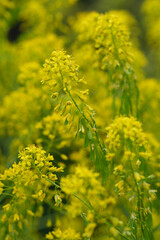 Fototapeta premium Closeup on the vibrant yellow flowers of the dyer's woad or glastum, Isatis tinctoria