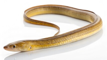 Obraz premium Isolated Pacific spaghetti eel on a solid white studio background