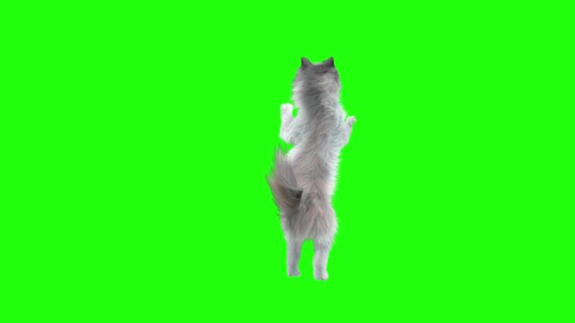 Cat dancing  tow leg & movement. VFX Animation.