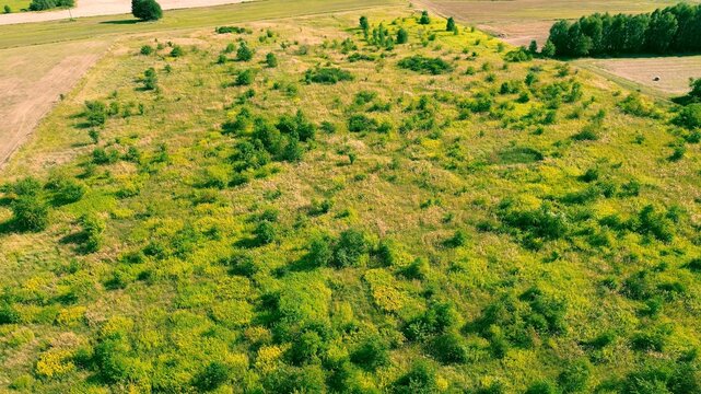 Aerial View of Expanding Woodland