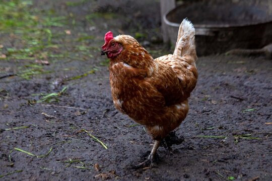 A red hen walks outside in summer. Poultry farming.