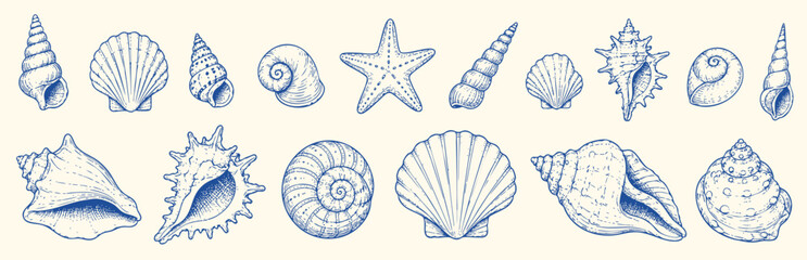 Collection of detailed hand-drawn sea shells and a starfish. Vintage style vector illustration of various marine mollusks and ocean life elements. © Zbrake Studio
