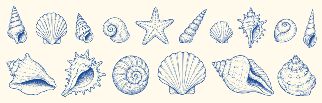 Collection of detailed hand-drawn sea shells and a starfish. Vintage style vector illustration of various marine mollusks and ocean life elements.