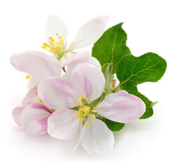 Fototapeta premium Apple Tree Blossoms with Green Leaves Isolated on White Background