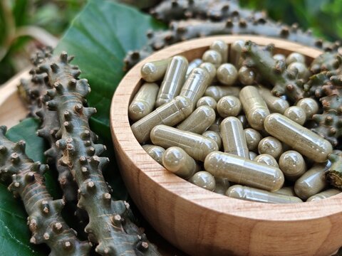 Heart leaved moonseed. Tinospora crispa capsules.