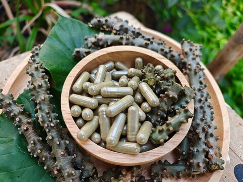 Heart leaved moonseed. Tinospora crispa capsules.