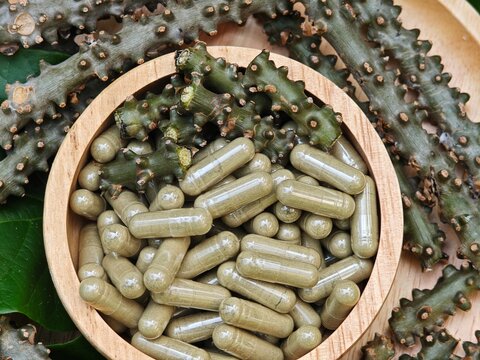 Heart leaved moonseed. Tinospora crispa capsules.