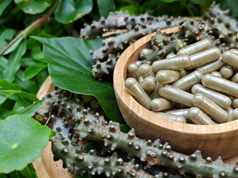 Heart leaved moonseed. Tinospora crispa capsules.