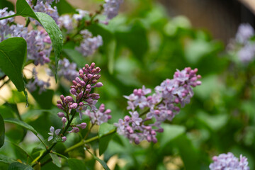 Fototapeta premium Blooming Lilac Flowers with Soft Background and Copy Space
