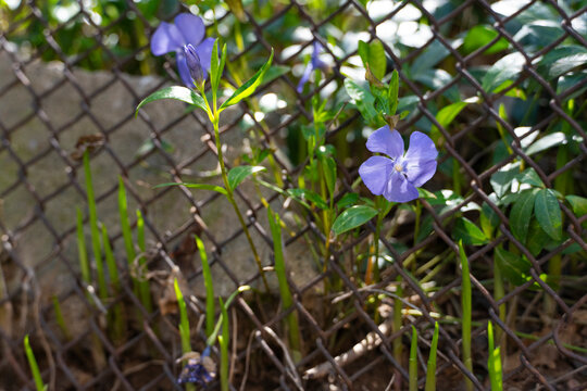 Purple Flower Growing Through Metal Fence