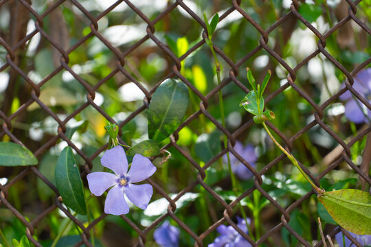 Purple Flower Growing Through Metal Fence