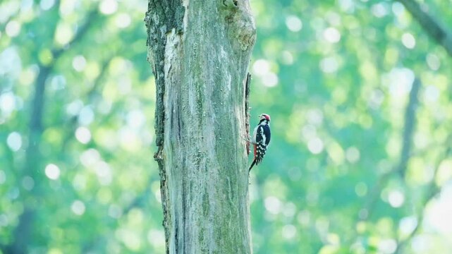 Cinematic shot of a Great Spotted Woodpecker clinging to a tree trunk in a bright green woodland with beautiful bokeh