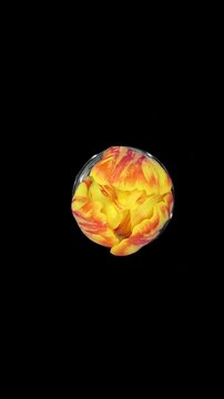 Time lapse of opening orange yellow tulip flower with ALPHA channel isolated on black background, vertical orientation, top view