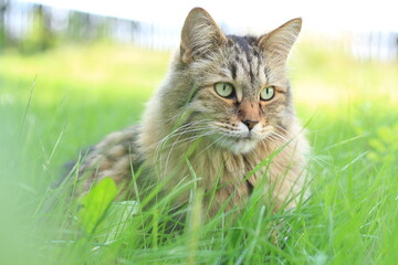 Majestic Siberian Cat Resting in Green Grass © Malgorzata