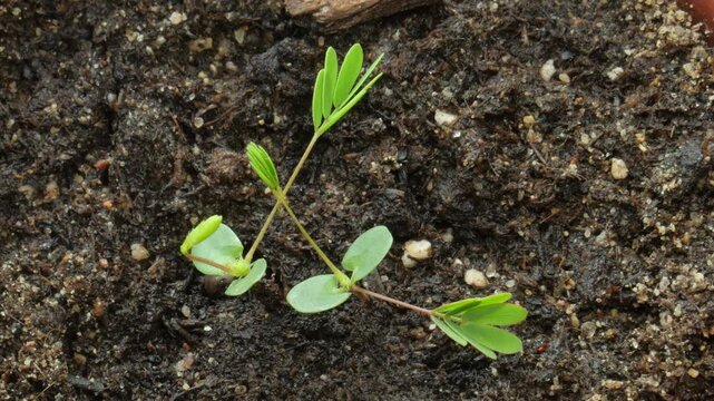 Thigmonastic effect in a young mimosa plant. Mimosa leaves close after being touched and then slowly recover in about 10 minutes.