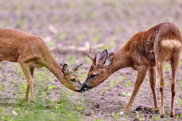 roe deer pait in a field of sugar beets seedlings © Duvekot Fotografie