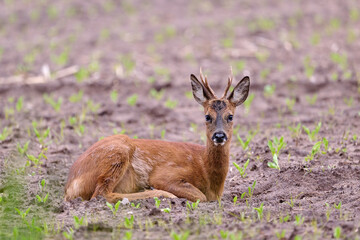 roe deer buck © Duvekot Fotografie