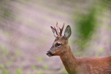 roe deer buck © Duvekot Fotografie