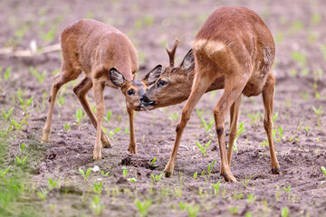 roe deer pait in a field of sugar beets seedlings © Duvekot Fotografie
