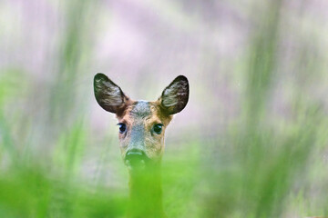young roe deer goat © Duvekot Fotografie